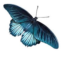 farfalla azzurra con grandi ali ala di farfalla signora spazzare su bianco. foto