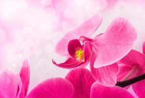 orchidea rosa chiaro bellissimo fiore e farfalle svolazzanti ramo disegnato a mano su bianco