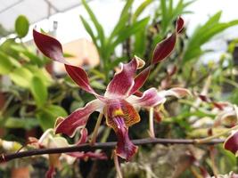 orchidea rossa con sfocatura in movimento