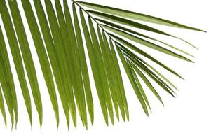 bouquet di palme verdi ramoscelli verdi vista della natura di piante a foglia astratte verdi naturali su bianco foto