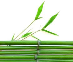 bouquet di bambù verde ramoscelli verdi vista della natura di piante a foglia astratte verdi naturali su bianco foto