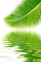 bouquet di palme verdi ramoscelli verdi vista della natura di piante a foglia astratte verdi naturali su bianco