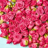 fiore rosso chiaro rosa dolce bellissimi fiori che sbocciano e morbido bouquet floreale. foto