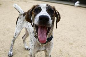 un cane con il bianco e il nero intorno agli occhi con una faccia felice foto