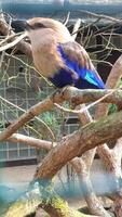 un uccello bianco e blu appollaiato in una gabbia foto