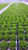 gli spinaci verdi crescono ordinatamente in un giardino chiuso foto