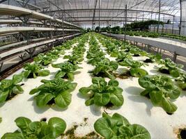 le verdure verdi crescono ordinatamente disposte in un giardino chiuso foto