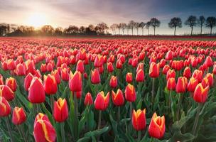 tulipano rosso fiore tropicale bellissimo bouquet con foglia verde esotica sulla natura terrestre.