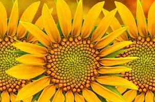 bellissimo bouquet tropicale di girasole giallo con foglia verde esotica sulla natura terrestre. foto