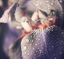 fiore viola tropicale piovoso naturale con foglia esotica sulla natura della terra degli alberi. foto