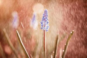 fiore viola tropicale piovoso naturale con foglia esotica sulla natura della terra degli alberi. foto