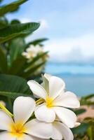 fiore tropicale bianco chiaro bellissimo bouquet con foglia verde esotica sulla natura terrestre. foto