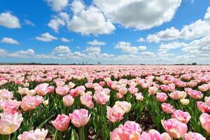 bellissimo bouquet di fiori tropicali rosa chiaro con foglia verde esotica sulla natura terrestre. foto