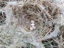 uova nel un' uccelli nido. totale e rotto uccello uova nel il nido. foto