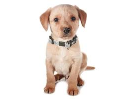 cuccioli di cane marrone divertente cucciolo di cane sorridente una zampa e cucciolo carino su bianco