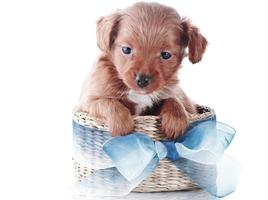 cuccioli di cane marrone divertente cucciolo di cane sorridente una zampa e cucciolo carino su bianco
