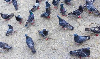 molti piccioni uccelli in city plaza san jose costa rica. foto