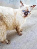 birichino simpatico gatto bianco grigio con occhi azzurri luminosi maldive. foto