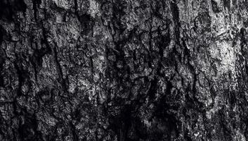la trama della corteccia con un foro a fessura, la superficie del tronco d'albero di colore scuro. la consistenza naturale della silvicoltura foto