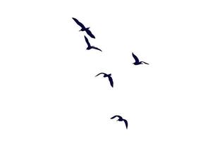 l'illustrazione di uccelli in volo isolato su uno sfondo bianco. uno stormo di animali volanti in un design semplice per un elemento decorativo e un tatuaggio. foto
