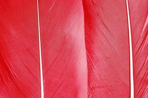 i dettagli di una singola piuma rossa su fondo nero. la trama del piumaggio in rosso per qualsiasi elemento di design creativo. foto