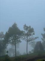 vista del paesaggio della foresta nebbiosa. la sfumatura mattutina nella foresta è gelida ma sembra pacifica. il luogo piacevole per fuggire. foto