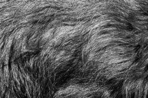 struttura astratta dei capelli. fondale di superficie. motivo effetto peloso. sfondo naturale. foto