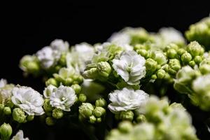 fiore bianco in giardino. pianta, erba e verdura. fotografia naturalistica.