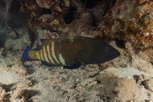 i pesci nuotano nel mar rosso, pesci colorati, eilat israele foto