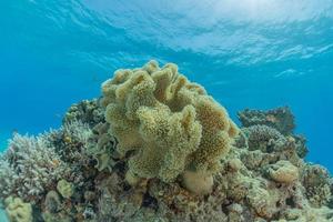 barriera corallina e piante acquatiche nel mar rosso, eilat israele foto