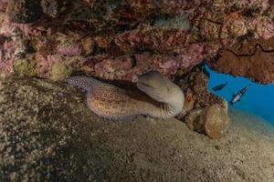 murena mooray lycodontis undulatus nel mar rosso, eilat israele foto