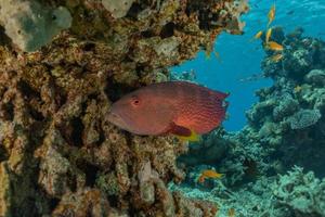 i pesci nuotano nel mar rosso, pesci colorati, eilat israele foto