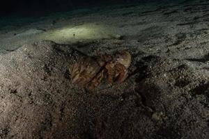 polpo re del camuffamento nel mar rosso, eilat israele foto