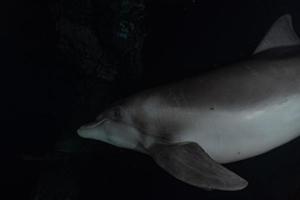 delfino che nuota nel mar rosso, eilat israele foto
