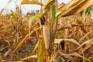 spighe di grano foraggio nel campo di grano foto