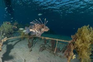 pesce leone nel mar rosso pesce colorato, eilat israele foto