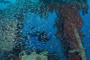 i pesci nuotano nel mar rosso, pesci colorati, eilat israele foto