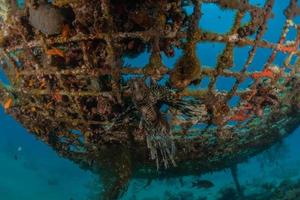 barriera corallina e piante acquatiche nel mar rosso, eilat israele foto