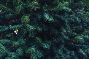 foresta di pini verdi sul fianco della montagna. sfondo naturale di foglie di pino foto