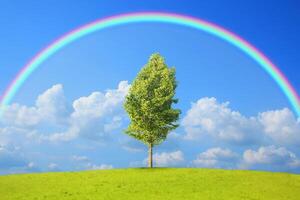 arcobaleno colorato ambiente estivo soleggiato bosco di abeti rossi con erba e alberi sul mare foto