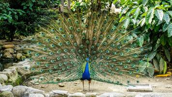 un pavone che sfoggia bellissime piume in una gabbia foto