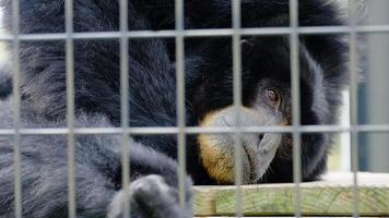 una scimmia nera è triste in una gabbia di ferro foto