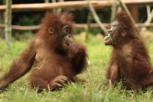 due bambini di orango stanno mangiando frutta sull'erba con uno sfondo sfocato foto