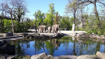 tre elefanti si crogiolavano sul bordo dell'acqua in una gabbia in uno zoo foto