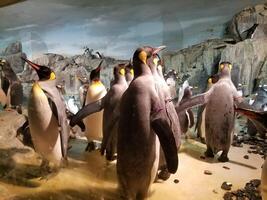 orde di pinguini stanno giocando all'interno di una gabbia di vetro trasparente foto