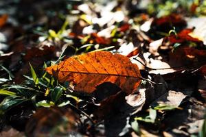 la foresta e le foglie autunnali cambiano colore foto
