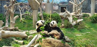 due panda che mangiano bambù in una gabbia di vetro foto