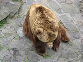 un orso è seduto nella sua gabbia in uno zoo foto