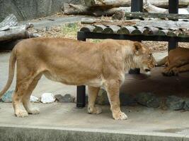 una tigre cammina in una gabbia con molto legno foto