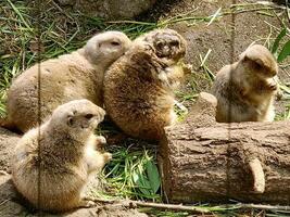 una marmotta sta mangiando piante nella sua gabbia foto